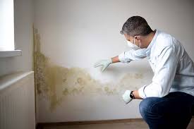 Best Commercial Mold Inspection  in Theresa, WI